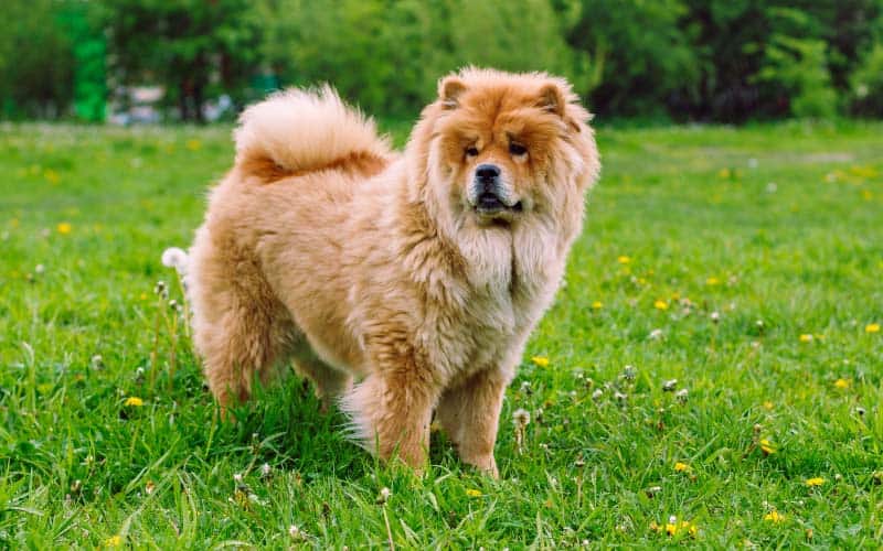 Top 10 Most Difficult Dog Breeds To Train