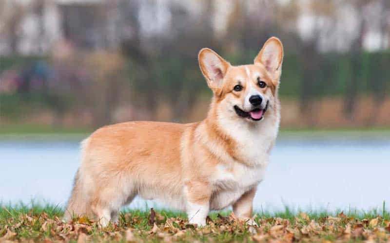 Top 10 Cutest Dog Breeds Adorable Pups You Can't Resist