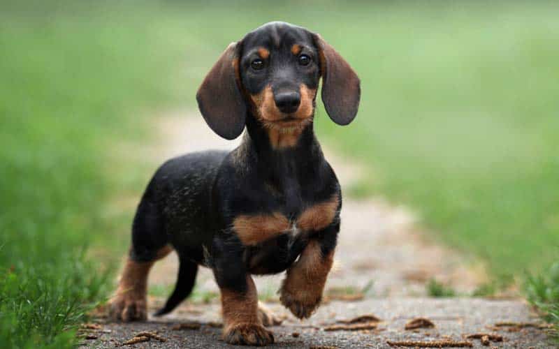 Top 10 Cutest Dog Breeds Adorable Pups You Can't Resist