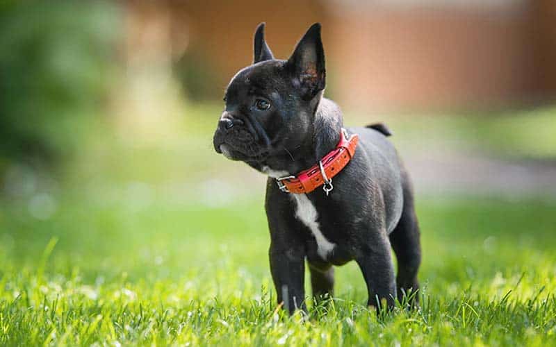 Top 10 Best Small Dog Breeds For Families With Children