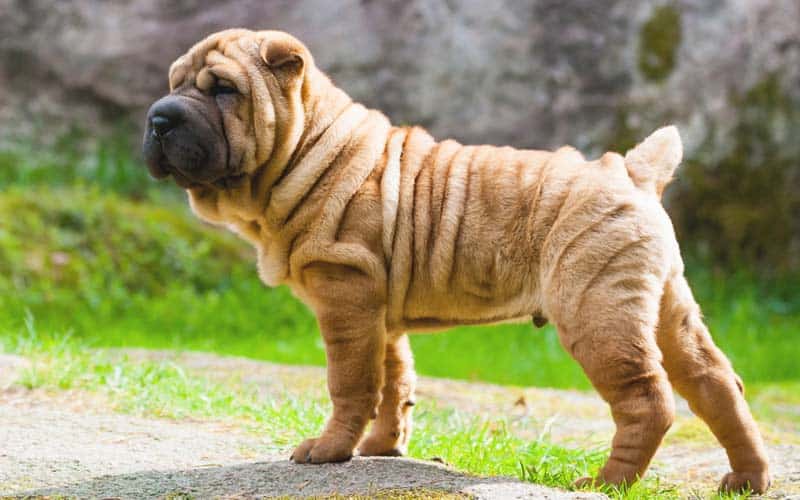 The 10 Least Affectionate Dog Breeds