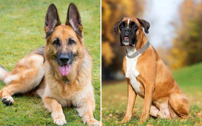 Top 10 Best Guard Dog Breeds: Keeping You Safe and Secure