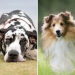 Top 10 Best Large Dog Breeds For Families With Children