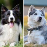 Top 10 Dog Breeds That Need The Most Attention