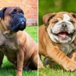 Top 10 Dog Breeds With The Shortest Lifespan