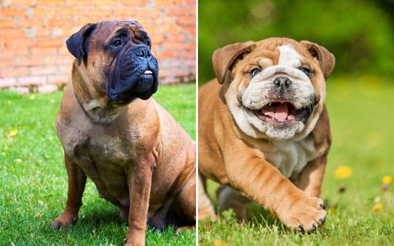 Top 10 Dog Breeds With The Shortest Lifespan