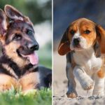 Top 10 Most Loyal Dog Breeds
