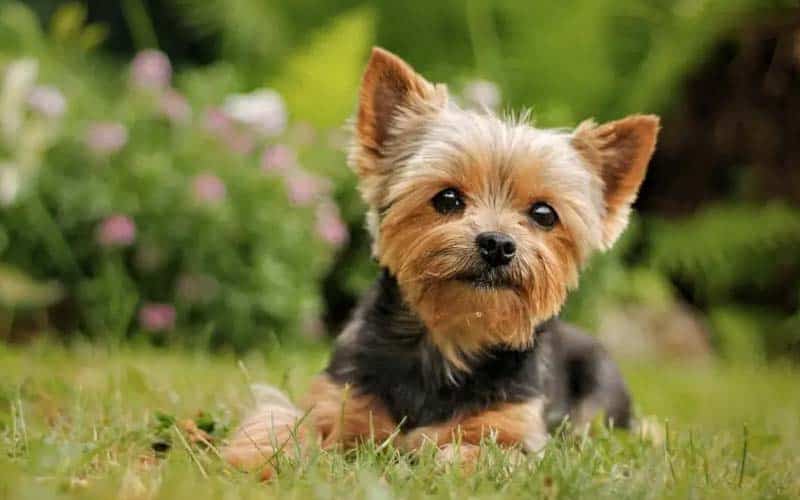 Top 10 Dog Breeds That Are Extra Clingy With Their Owners
