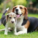 10 Fun Facts About Beagles