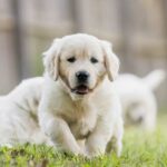 10 Fun Facts About The Golden Retrievers Breed