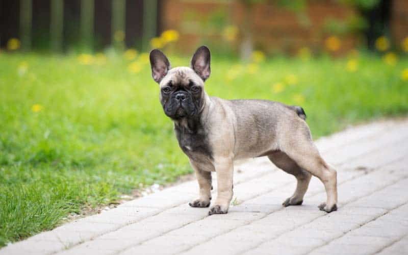 10 Fascinating Facts About French Bulldogs