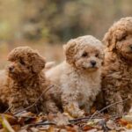 10 Fun Facts About Poodles Dogs