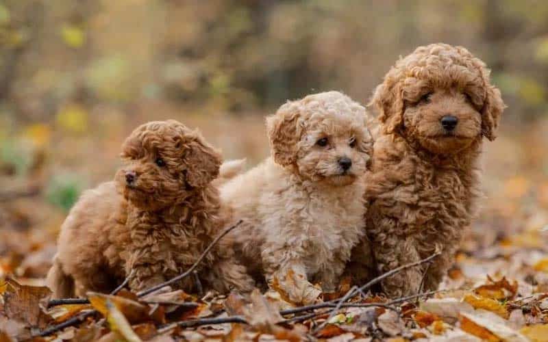 Poodles Dogs