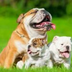 10 Fun Facts About Bulldogs Dogs