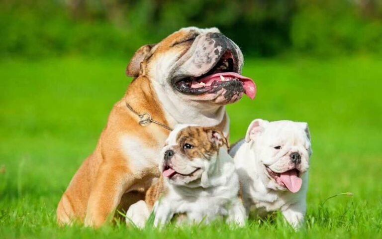 10 Fun Facts About Bulldogs Dogs