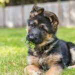 10 Fun Facts About German Shepherd Dogs