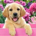 HD-wallpaper-cute-puppy-flower-box-pink-puppy-dog-animal