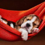 beagle-puppy-sleeping-dog-pets