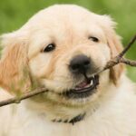 breeds-of-adorable-dog-including-the-loving-Labrador