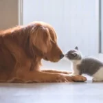 cat-vs-dog
