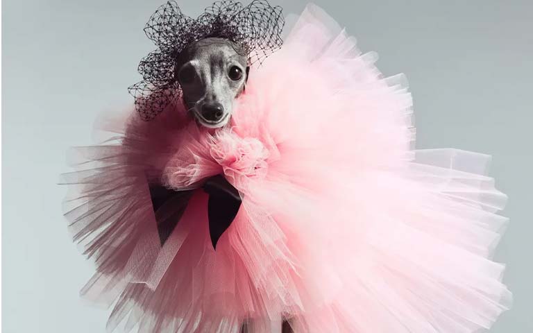 dog-Fashionista