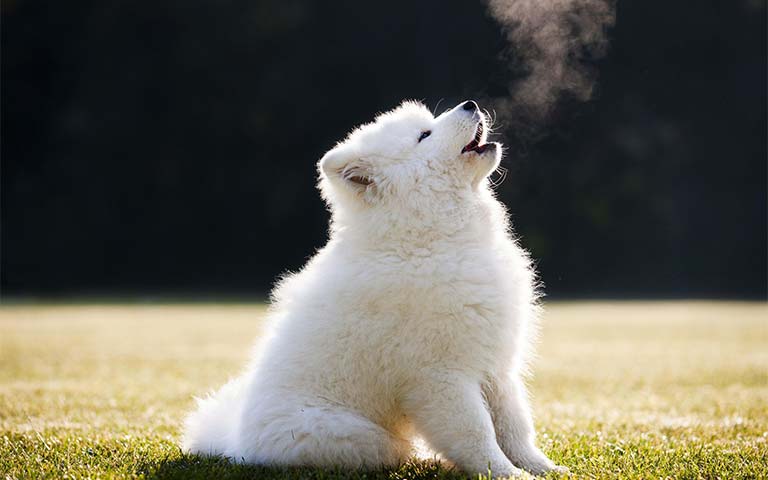 dog-howl