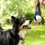 dog-trainning