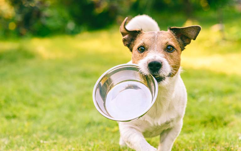 dog-with-bowl