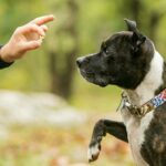 force-free-dog-training-article-feature