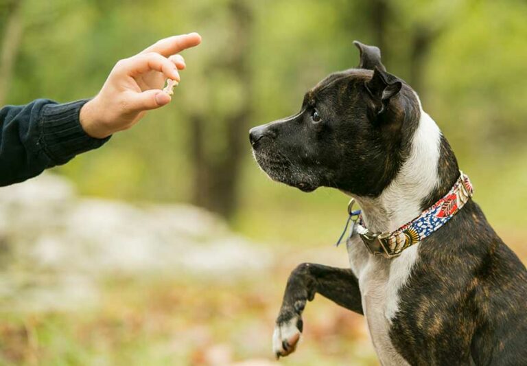 force-free-dog-training-article-feature