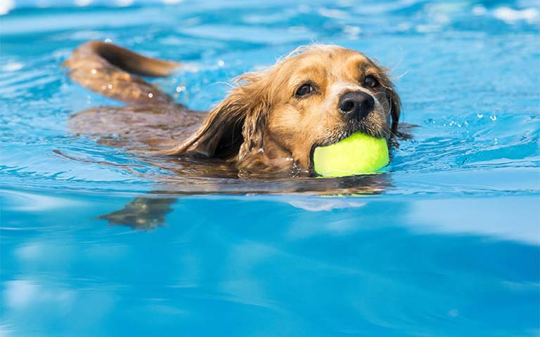 golden retriever swimming  pool her mouth