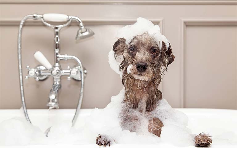 how-to-bathe-dog
