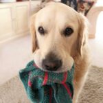 opt__aboutcom__coeus__resources__content_migration__mnn__images__dog_stealing_dishcloth