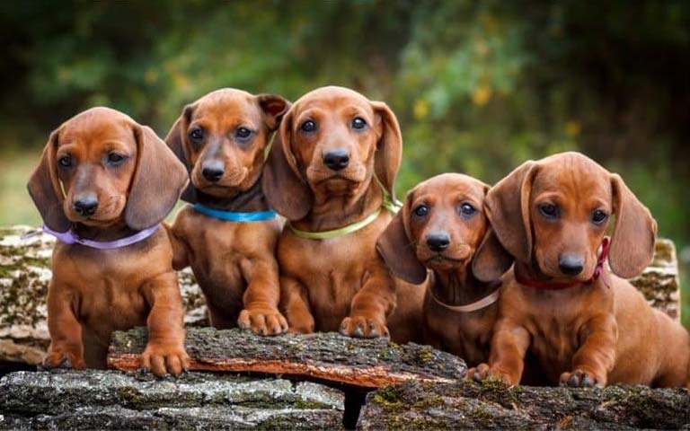 10 Fun Facts About Dachshunds