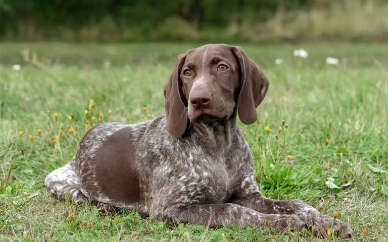 10 Fun Facts About German Shorthaired Pointers
