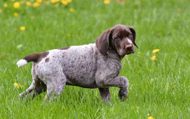 10 Fun Facts About German Shorthaired Pointers