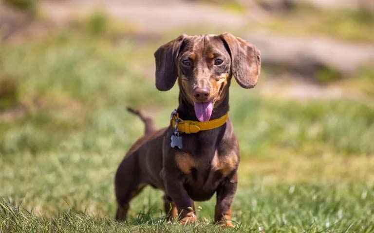 10 Fun Facts About Dachshunds