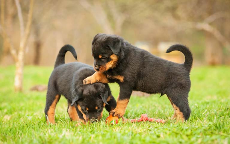 10 Fun Facts About Rottweilers