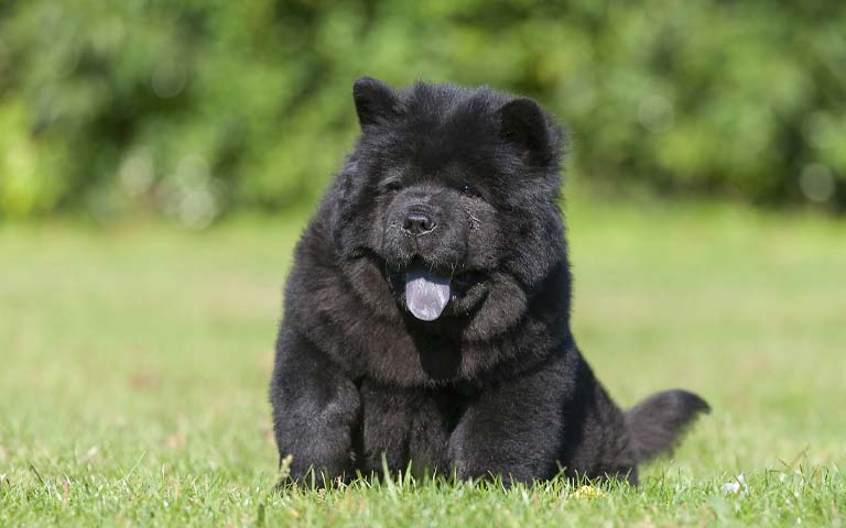 Chow Chow dogs