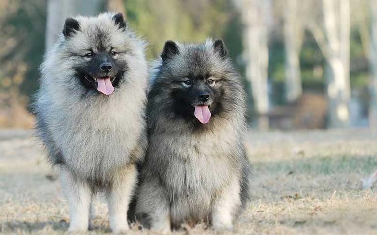 Keeshond dogs