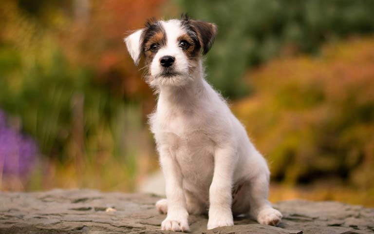Jack Russell Terrier dogs