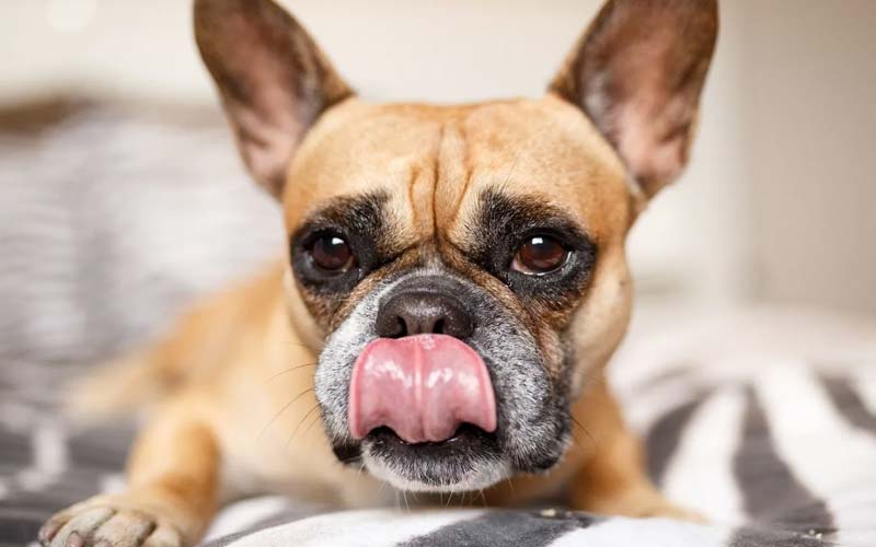 Dog licking habits