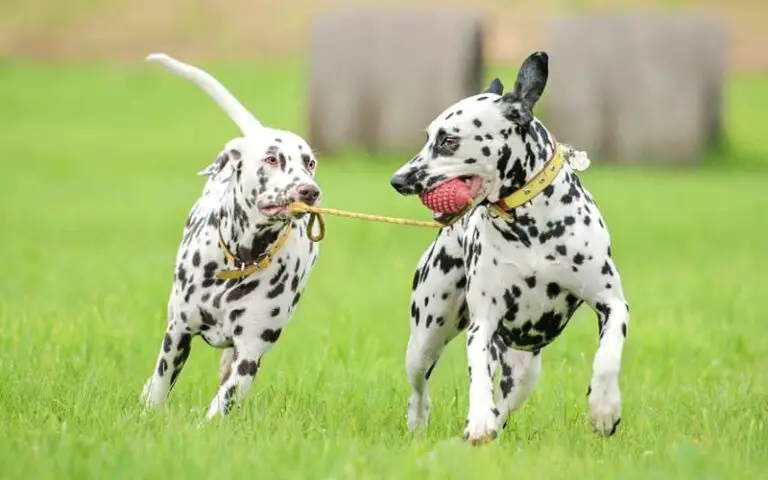 Top 10 Dog Breeds That Are The Most Difficult to Train