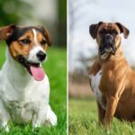 dog breeds that need a lot of exercise
