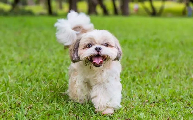 Choosing the Perfect Dog Breed for Seniors