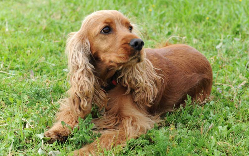 Choosing the Perfect Dog Breed for Seniors