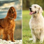 Easygoing Dog Breeds