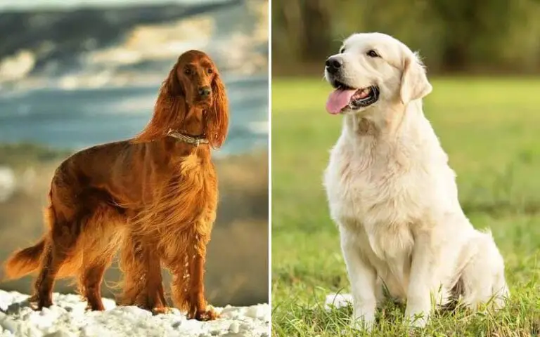 Easygoing Dog Breeds