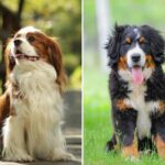 top 10 lazy dog breeds
