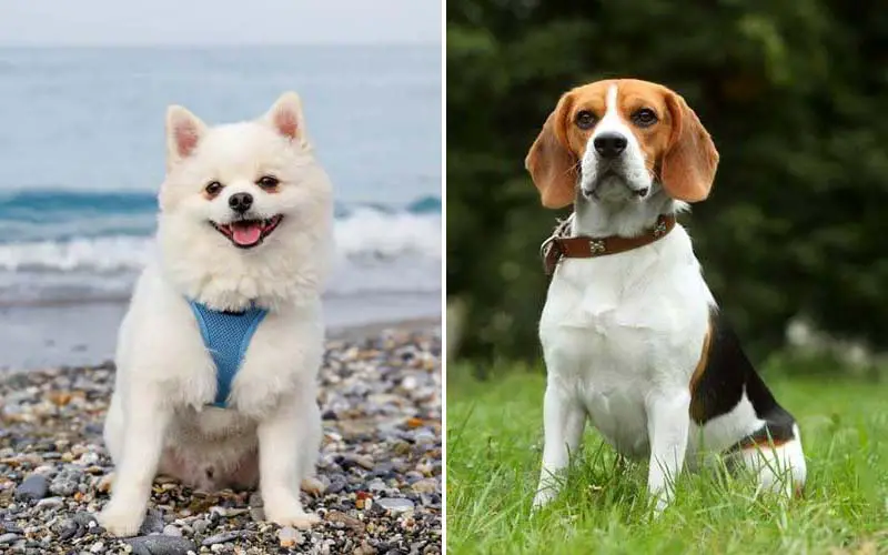 Unveiling The Top 10 Dog Breeds That Live The Longest